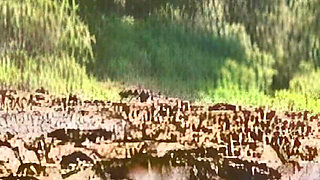 Wild Cat Eats a Lot of Tails in Nature