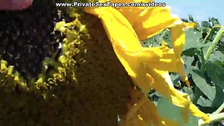 Real passion of teenage couple in the field of sunflowers