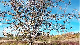 SweetHana Japanese Teen Drained in Garden Under Apple Tree - Happy 18 Year Old Schoolgirl Water Fun