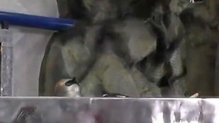 Two wonderful chicks are getting plowed by BBC