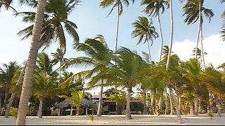 Under the palm trees