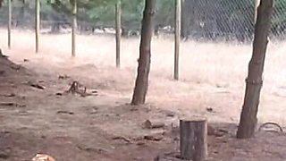 Recoping Woods Sexy Stepmom Outdoors