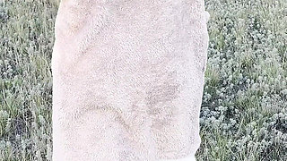 Public Pissing Compilation in Nature! Traveling! POV!