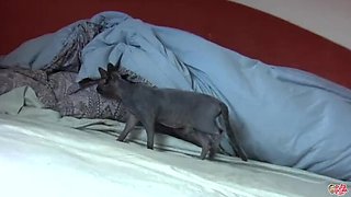 Brunette MILF Turns Into A Slut - Blowjob, Facial & Doggystyle