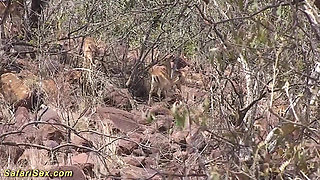 African housewife rough banged by sex tourist