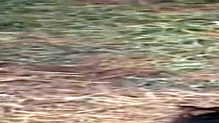 Hardcore Clip Seven Sluts Screaming in XXX Orgy Overdrive