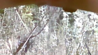 Anna: Anna Peeing in the Woods