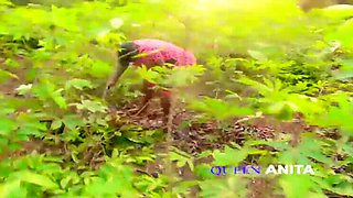 Hairy Ebony MILF Gets Wet with BBC - Busty Bush Fucking