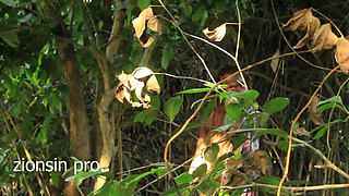 Very Black Man From Uganda Fuck Teen Big Boobs Girl Friend in Their Farmland