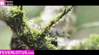 Fever Lotus - taiwanese clip