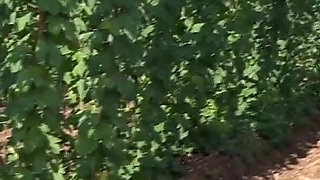 In Czech Agriculture