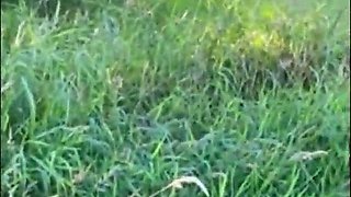 Amateur housewife blowjob and handjob with cumshot