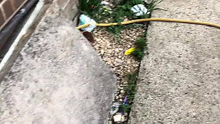 Through the Windows and Got Lucky