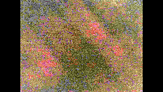 Algerian and Egyptian Girl Taking a Shower