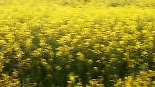 Colza Field