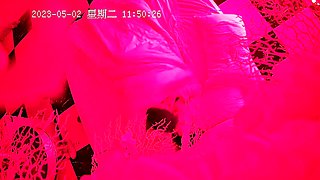 Amateur Hidden Cams Reveal Cock Riding Hoes