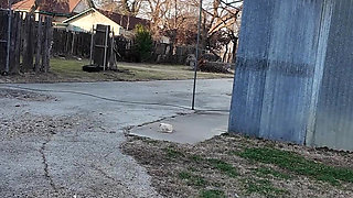 BBC Pirate Foils MILF's Valentine's Plans