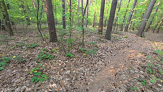 A walk in the forest