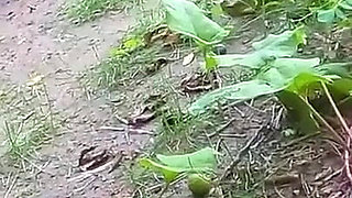 Made a Special Video Call Very Secret Things at Forest