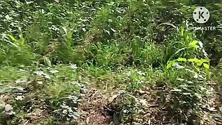 Telugu Aunty Fucks Farm Owner in Outdoor Field - Indian Couple HD