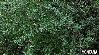 Ninfo Gulosa Fucked Three and Did Dpa on the Hair